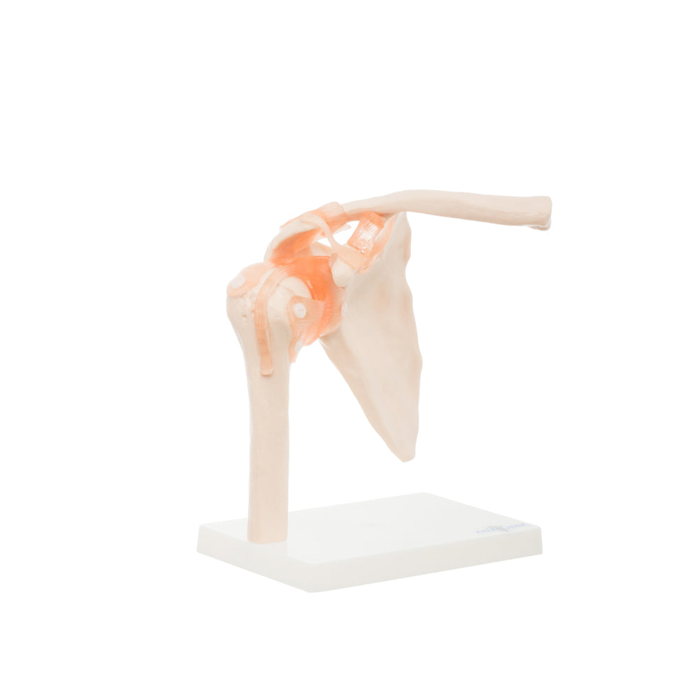Modelo Anatomico Articulacion de Hombro Tamaño Natural