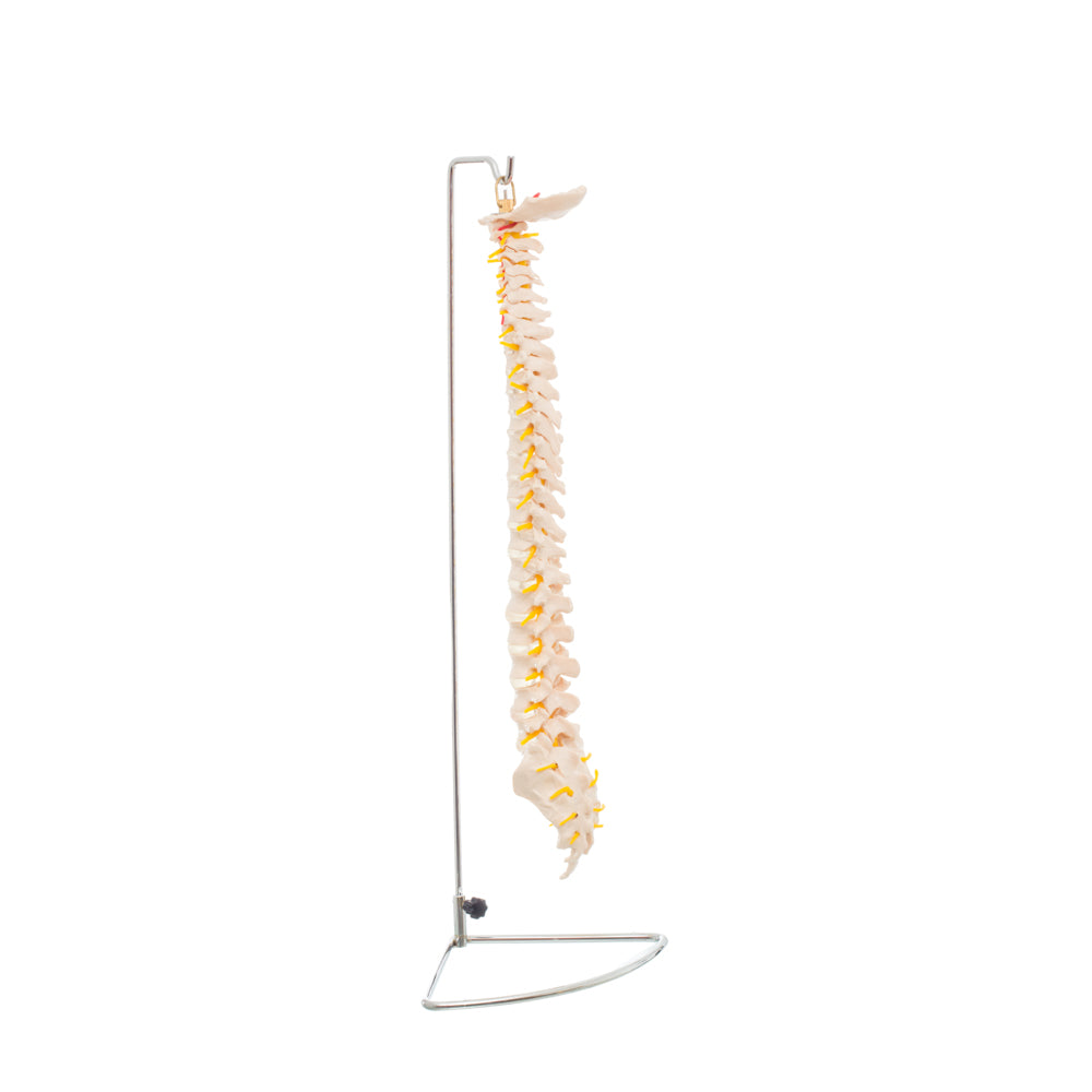 Modelo Anatomico de Columna Vertebral Tamaño Natural