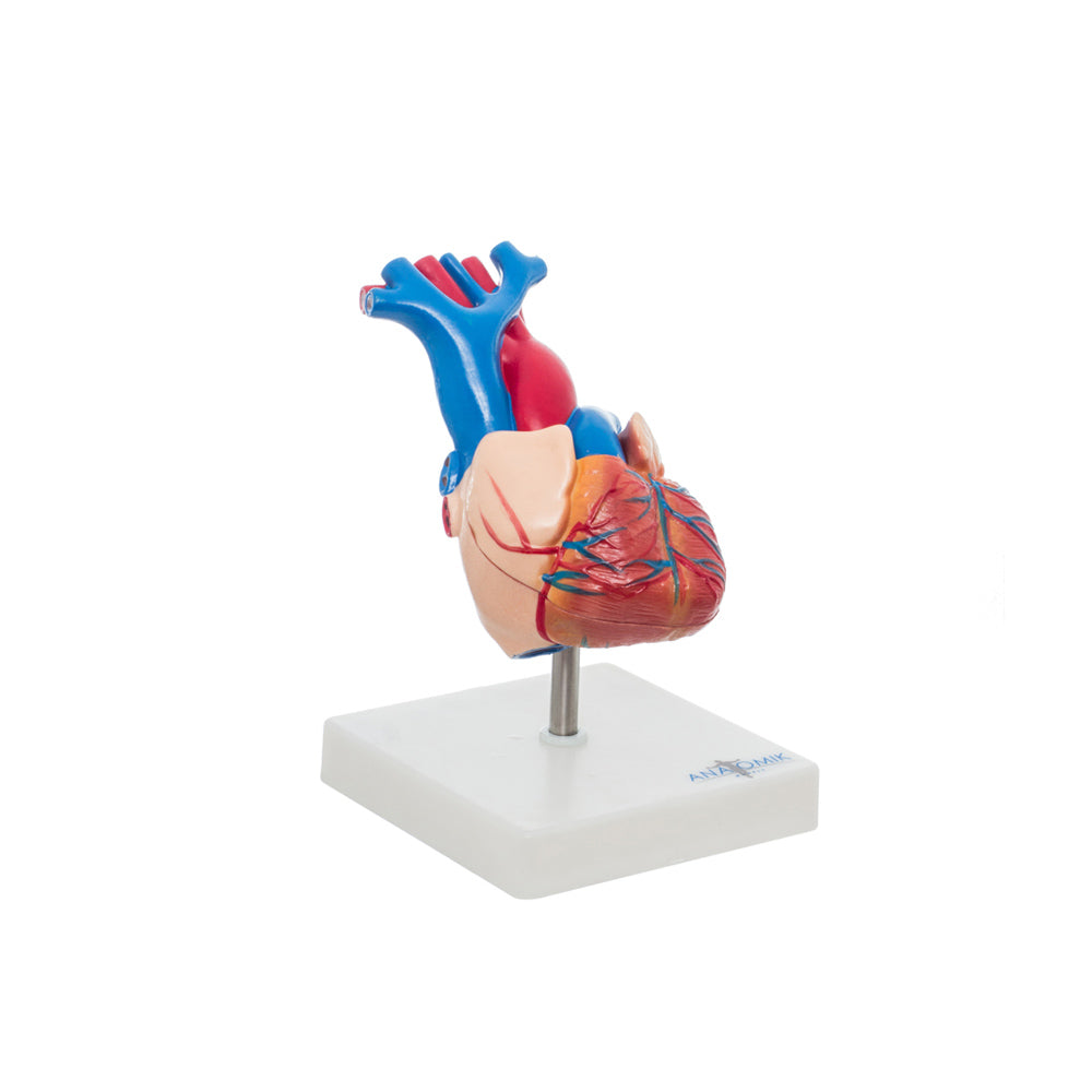 Modelo Anatomico de Corazon de Tamaño Natural