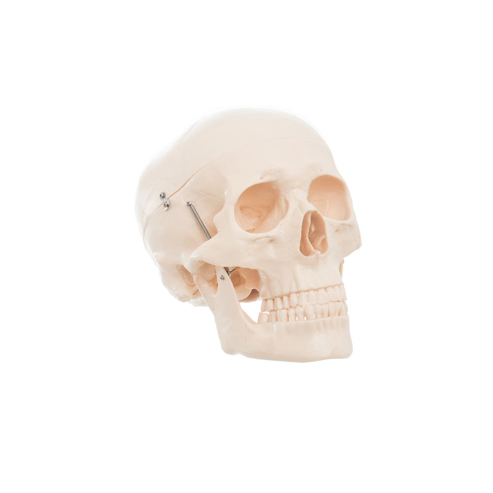 Modelo Anatomico Craneo con Cerebro Tamaño Natural