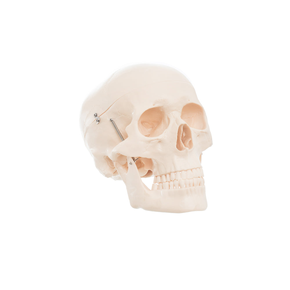 Modelo Anatomico Craneo Tamaño Natural