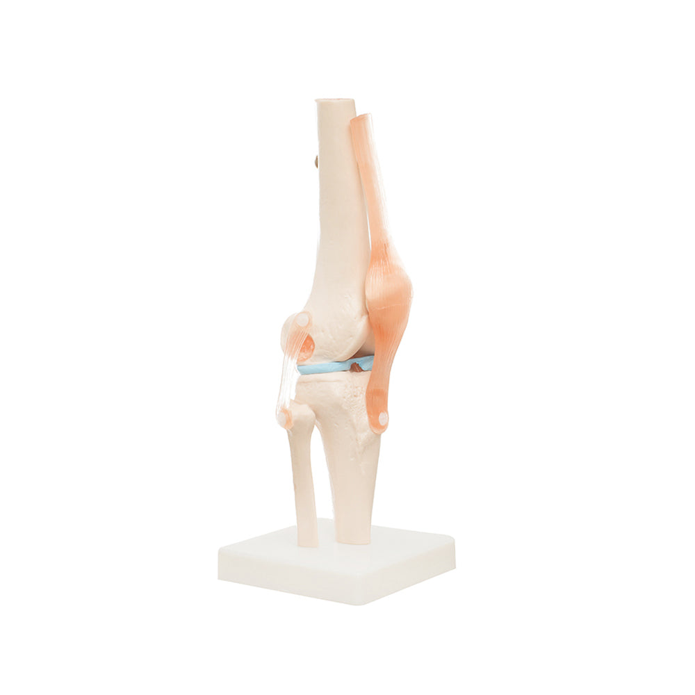 Modelo Anatomico Articulacion de Rodilla Tamaño Natural
