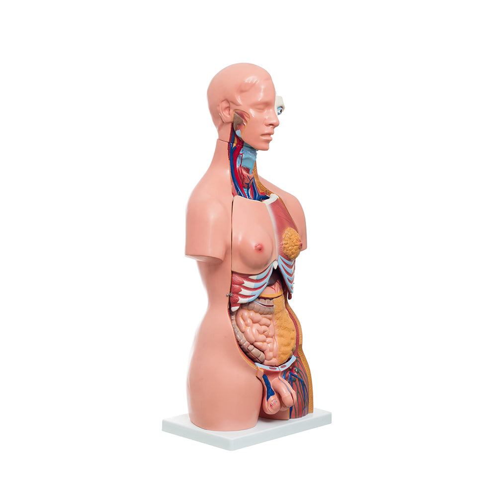 Modelo Anatomico Torso Bisexual de 85 cm con 14 piezas