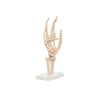Modelo Anatomico Articulacion de Mano Tamaño Natural
