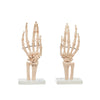 Modelo Anatomico Articulacion de Mano Tamaño Natural