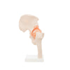 Modelo Anatomico Articulacion de Cadera Tamaño Natural