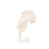 Modelo Anatomico Articulacion de Cadera Tamaño Natural
