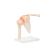 Modelo Anatomico Articulacion de Hombro Tamaño Natural