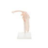Modelo Anatomico Articulacion de Hombro Tamaño Natural