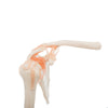 Modelo Anatomico Articulacion de Hombro Tamaño Natural