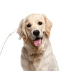 Monitor de Signos Vitales Veterinario