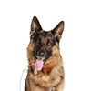 Monitor de Signos Vitales Veterinario