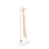 Modelo Anatomico de Columna Vertebral Tamaño Natural
