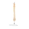 Modelo Anatomico de Columna Vertebral Tamaño Natural
