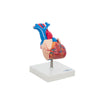 Modelo Anatomico de Corazon de Tamaño Natural