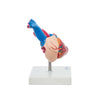 Modelo Anatomico de Corazon de Tamaño Natural