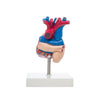 Modelo Anatomico de Corazon de Tamaño Natural