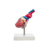 Modelo Anatomico de Corazon de Tamaño Natural