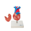 Modelo Anatomico de Corazon de Tamaño Natural