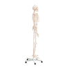 Modelo Anatomico Esqueleto Tamaño Natural