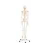 Modelo Anatomico Esqueleto Tamaño Natural