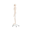 Modelo Anatomico Esqueleto Tamaño Natural