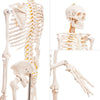 Modelo Anatomico Esqueleto Tamaño Natural