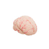 Modelo Anatomico Craneo con Cerebro Tamaño Natural