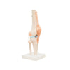 Modelo Anatomico Articulacion de Rodilla Tamaño Natural