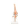 Modelo Anatomico Articulacion de Rodilla Tamaño Natural