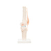 Modelo Anatomico Articulacion de Rodilla Tamaño Natural