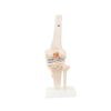 Modelo Anatomico Articulacion de Rodilla Tamaño Natural