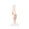 Modelo Anatomico Articulacion de Rodilla Tamaño Natural