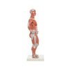 Modelo Anatomico de Figura Humana Muscular Escala 1/3