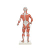 Modelo Anatomico de Figura Humana Muscular Escala 1/3