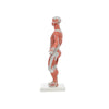 Modelo Anatomico de Figura Humana Muscular Escala 1/3