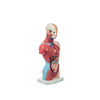 Modelo Anatomico Mini Torso Unisex de 26 cm con 15 piezas