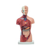 Modelo Anatomico Mini Torso Unisex de 26 cm con 15 piezas