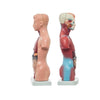 Modelo Anatomico Mini Torso Unisex de 26 cm con 15 piezas