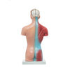 Modelo Anatomico Mini Torso Unisex de 26 cm con 15 piezas