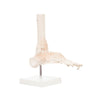 Modelo Anatomico Articulacion de Tobillo Tamaño Natural