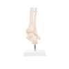 Modelo Anatomico Articulacion de Tobillo Tamaño Natural