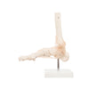 Modelo Anatomico Articulacion de Tobillo Tamaño Natural