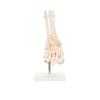 Modelo Anatomico Articulacion de Tobillo Tamaño Natural