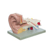 Modelo Anatomico de Oreja Escala 3X