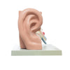 Modelo Anatomico de Oreja Escala 3X
