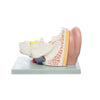 Modelo Anatomico de Oreja Escala 3X