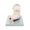 Modelo Anatomico de Oreja Escala 3X