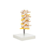 Modelo Anatomico de Set Lumbar en 4 Pzas