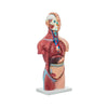 Modelo Anatomico Torso Unisex de 42 cm con 18 piezas
